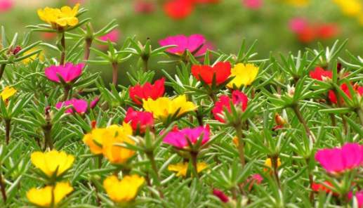 五颜六色的太阳花在阳光下( ).填四字词语五,照样子把句子补充完整.