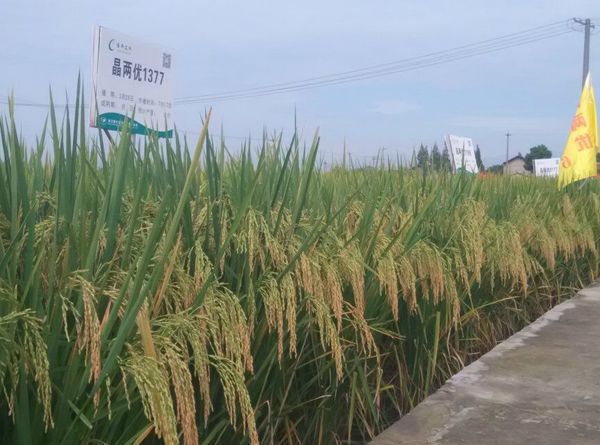 晶两优1377这个品种去年谁种过,今年宣传的产量非常高,是不是真的表现