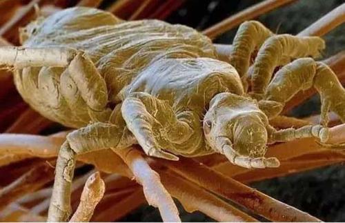 有副作用吗?14岁的女生也可以用吗?长发短发都适用吗?