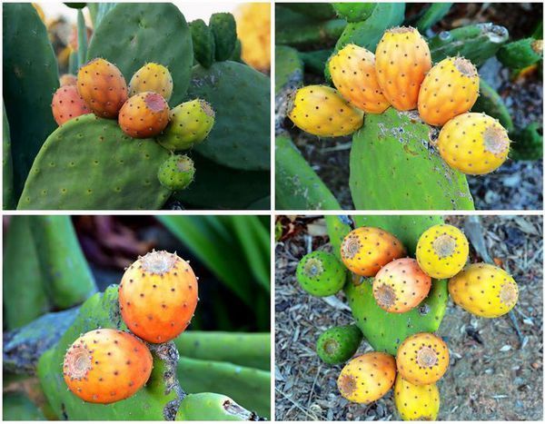 仙人掌开花后接的果能化囊肿吗?_360问答
