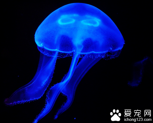 水母怎么养 教你如何饲养水母