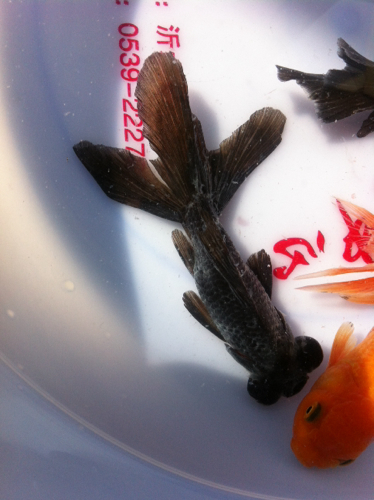 我家小金鱼身上怎么起一层白东西,怎么办?去拿