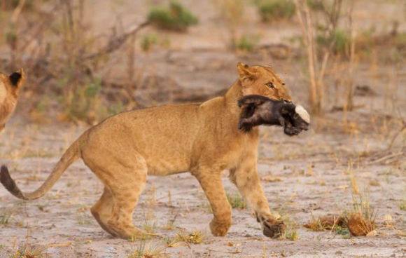 8 已帮助: 211人 幼狮轻松把蜜獾打死了,它但再大也比不过狮子老虎