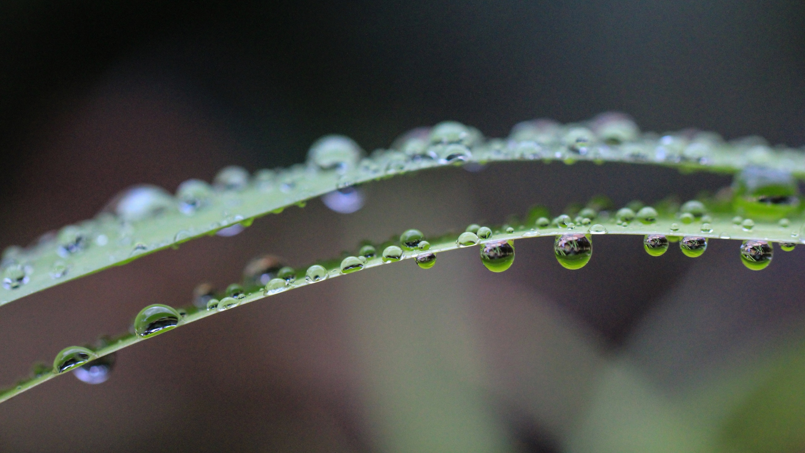 挂着水滴植物绿叶图片[图8]