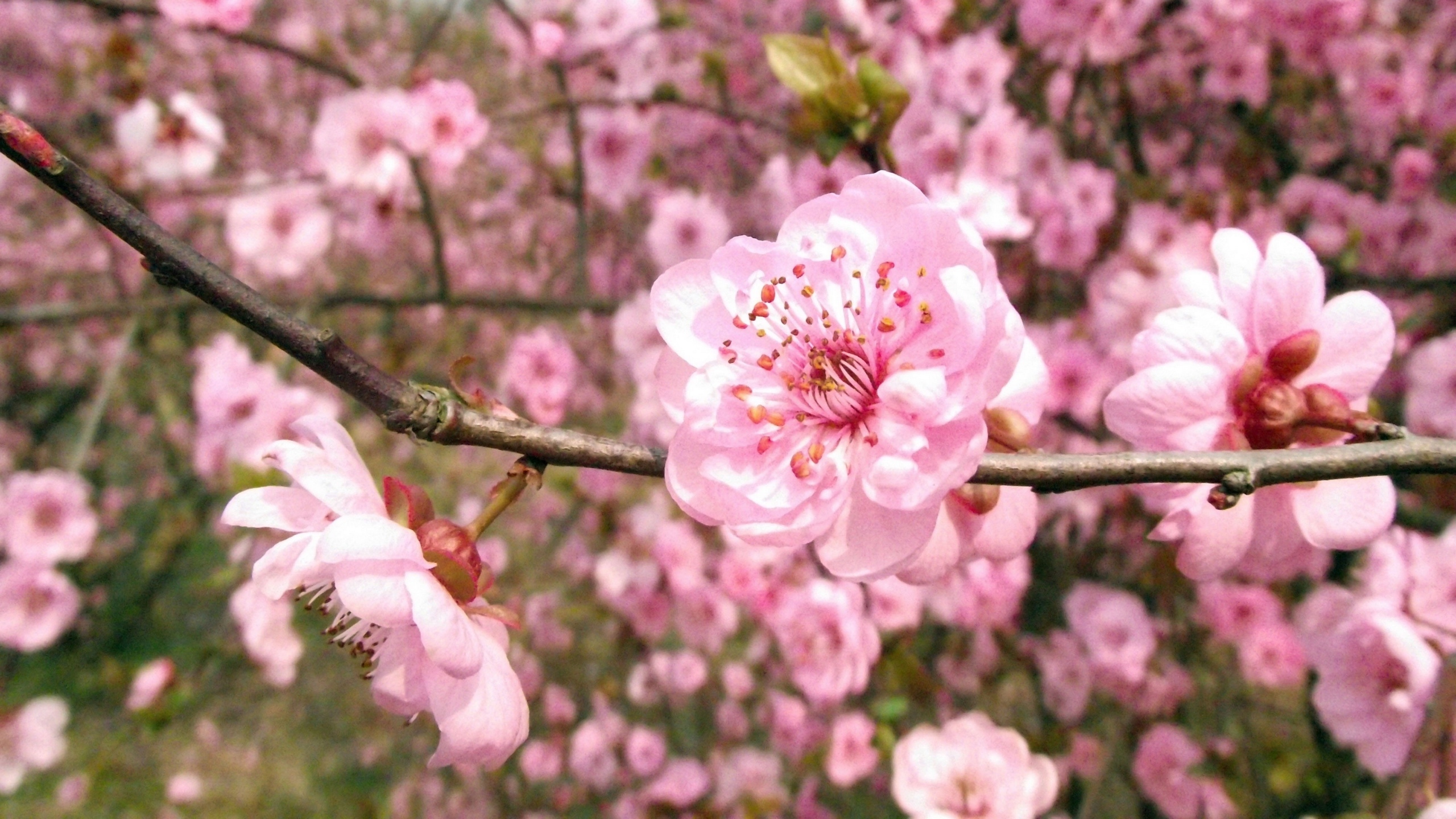 娇艳桃花花卉桌面壁纸[图4]