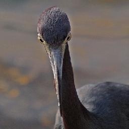 全职高手 黄少天经典垃圾话 语速练习 渣录制