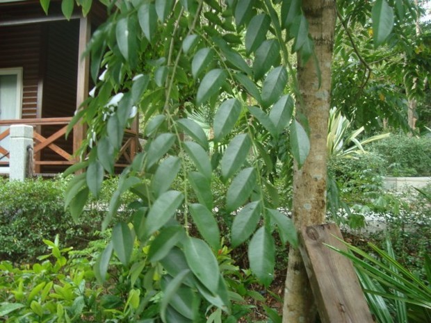 请问这棵互生的奇数羽状复叶的树是啥树.叶边无锯齿,叶面光滑.