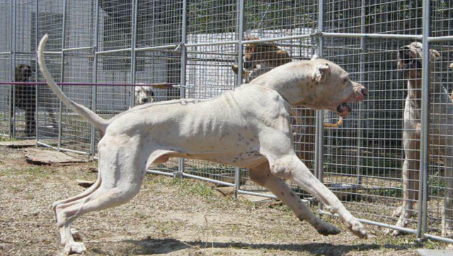 巴基斯坦库达犬凶猛程度堪比非洲鬣狗,比特犬就是道菜!