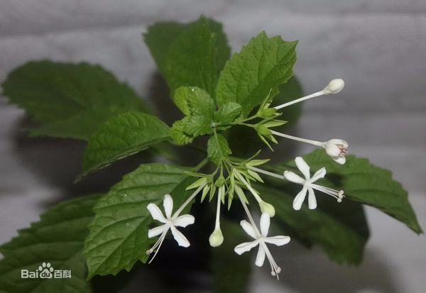 其地上部分在原产地和台湾主要用于肾结石,膀胱结石和胆结石.