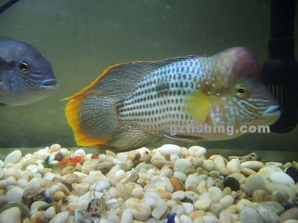 有一种和罗汉鱼长相极为相似的观赏鱼,鱼鳍和