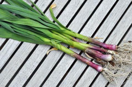 青蒜苗的功效与作用是什么?_360问答