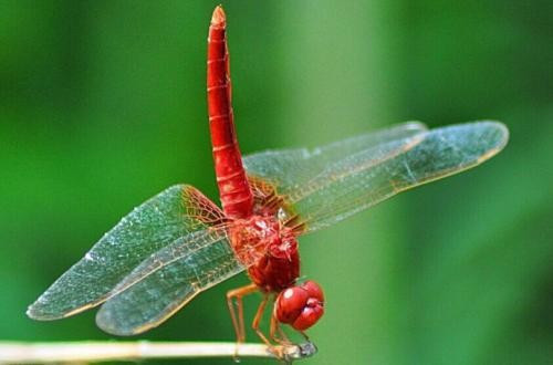 蜻蜓外形特点是什么