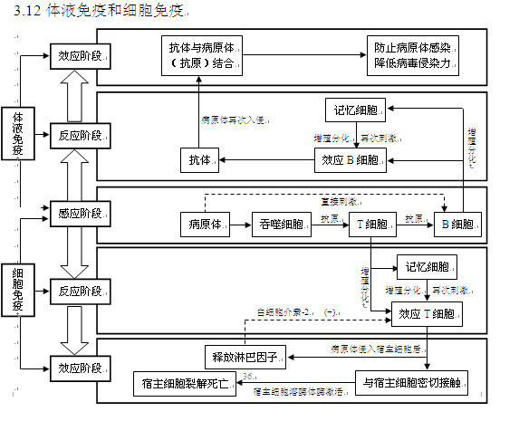 可以给我画画细胞免疫和体液免疫的流程图吗?