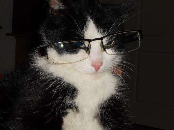 猫戴眼镜敷面膜头像图片