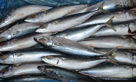 这是什么鱼,为什么肚子里面很多勾虫(寄生虫)每次我们家买来都有,这鱼