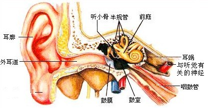 中耳由( )能成.a.鼓膜 听小骨 耳蜗b.鼓膜 听小骨 外耳道c.