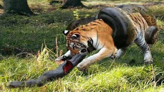 360影视-影视搜索