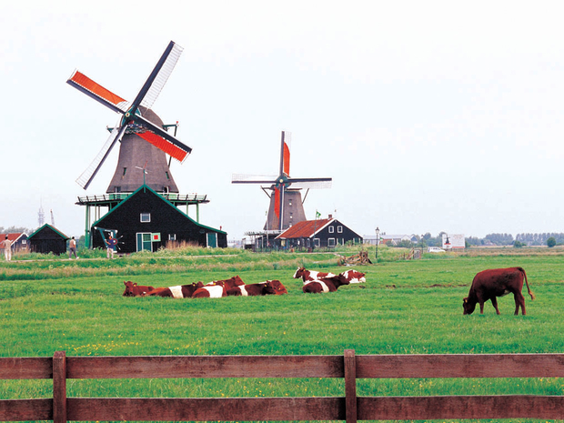 荷兰,是水之国,是花之国,也是牧场之国。什么意思