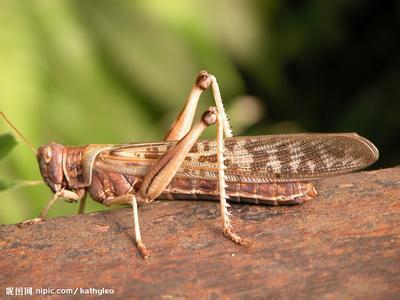 蝗虫的足和翅生长在哪个部位