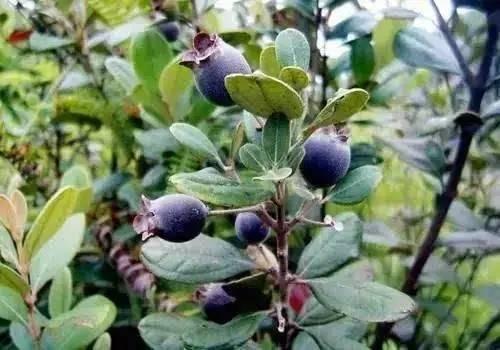 还记得小时候吃过的捻子吗?要成熟了,好吃到爆!