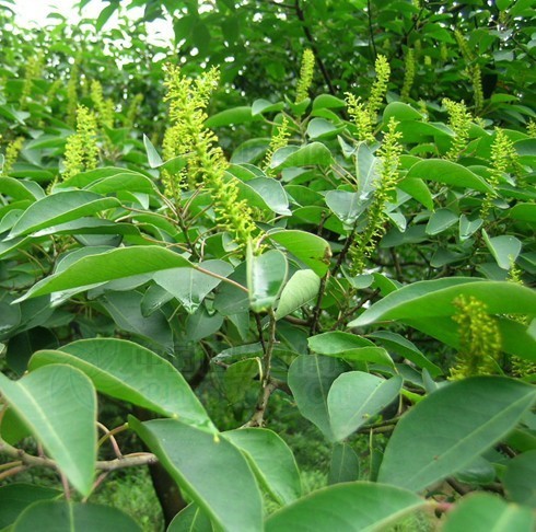 这是什么树,花很香.