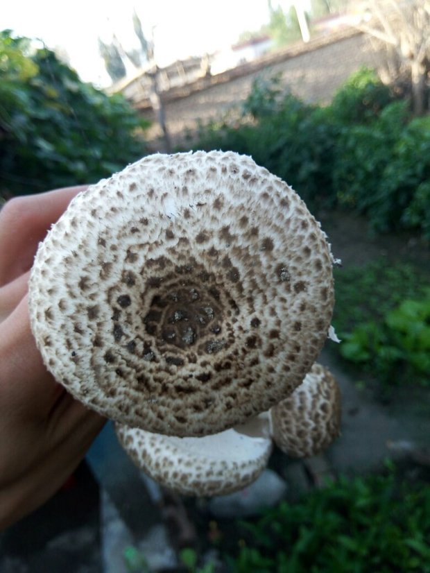 这种是什么蘑菇?在梨树边长大的