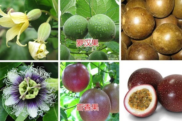 罗汉果花的果实是不是就是罗汉果?