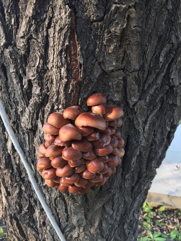 柳树上长的蘑菇图片图片