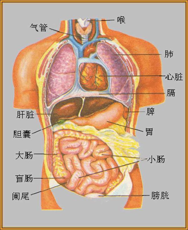 内部器官图对应位置图图片