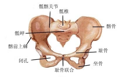 耻骨联合上缘在哪图解图片