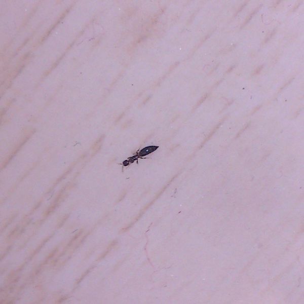 家里新装修后出现爬行小黑虫,咬人!跪求虫子出处及处理方法!谢谢!