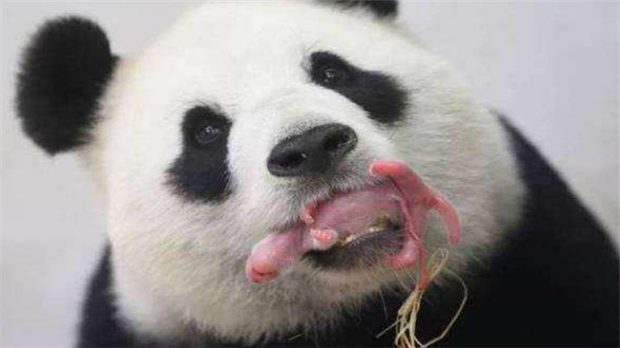 大熊猫幼崽体重,咱大熊猫体重的百分之多少?