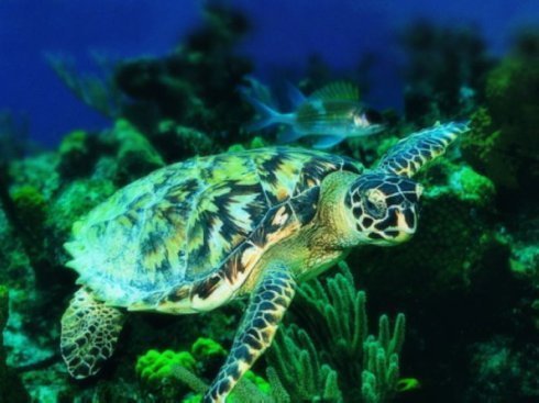 海龟为国家二级保护动物,也是国际重点保护动物.