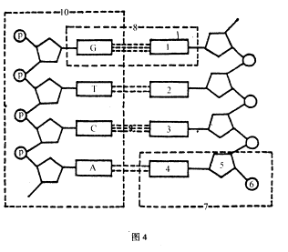 dna的分子式是什么