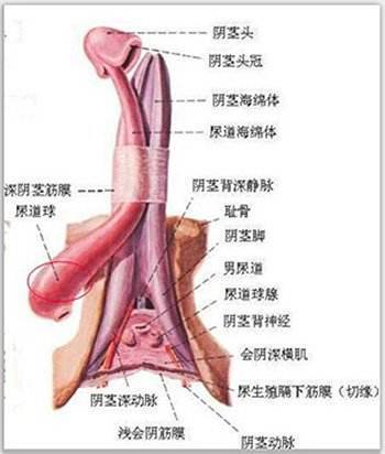 包皮手术后得阴茎硬化性淋巴管炎