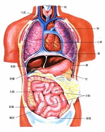 的脏器,有心,肝,脾,肺,肾五脏,腑是指空心的容器,有小肠,胆,胃,大肠