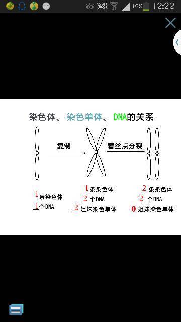 染色体、染色单体、姐妹染色单体、DNA怎么看呀?求尽快回复、