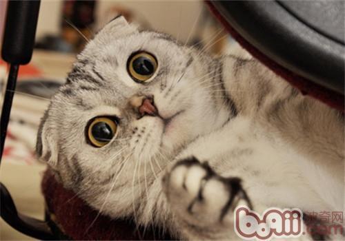 尤为明显,当一只流浪猫对人类的出现表现出恐惧的时候,首先就是"炸毛"