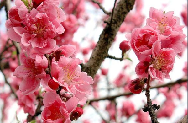 "三月桃花开"是吗?这"三月"是新历还是农历?