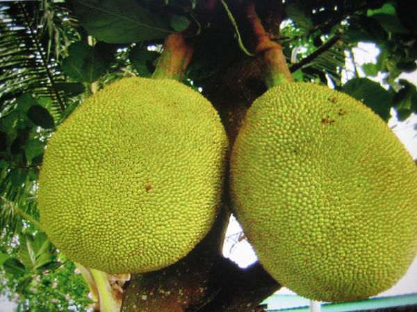 菠萝蜜贵州盘县适合种植吗