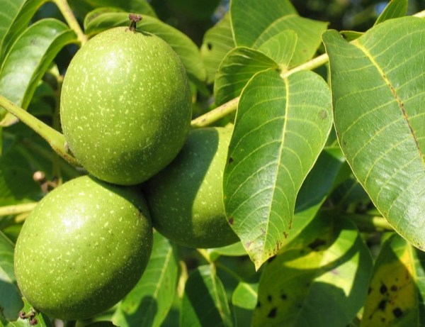 胡桃肉的别名是什么?_360问答