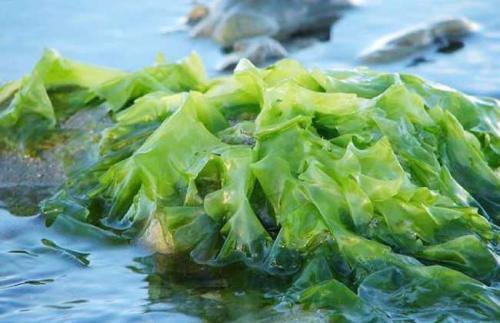 在海边发现这种海草,这是海白菜吗?