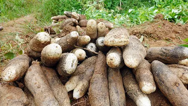 白薯的热量是多少?_360问答