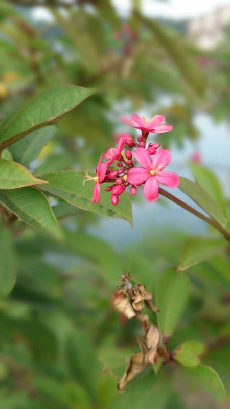 变叶珊瑚花,琴叶樱 ,南洋樱 ,日日樱 ,大戟科euphorbiaceae麻疯树属