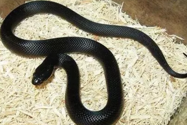 黑王蛇有毒吗?