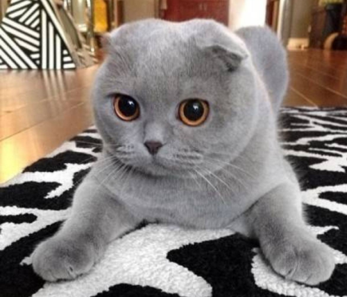 有一种猫眼睛很大头也很圆的猫是什么品种,看起来特别萌