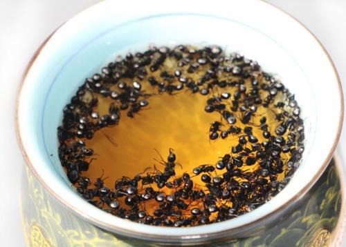 干蜥蜴能泡酒的功效