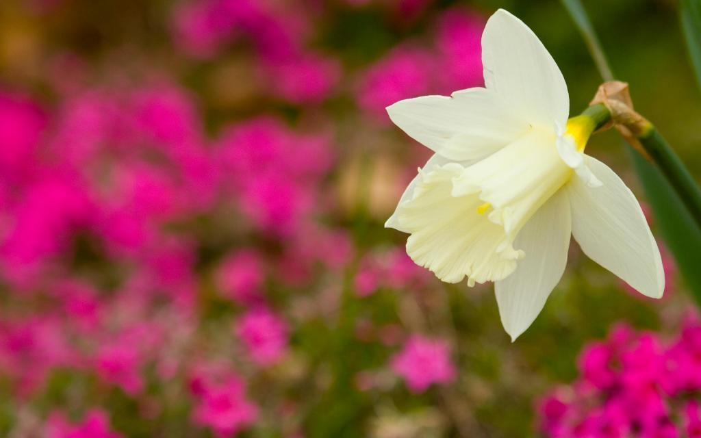 水仙花花语自恋电脑壁纸[图18]