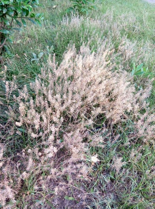 这疯长的草是什么?