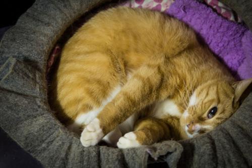 请问怎么给猫洗澡,要注意什么细节呢?小土猫一